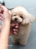 「冬のオプションキャンペーン　^ - ^」