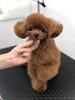 カットしたよ〜「はじめまして＆サロンデビュー（＾ν＾）」