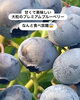 「ブルーベリーがたわわに実っています！！💜」