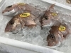 「魚魚市場鮮魚コーナーおすすめは「シマアジ」です♪」