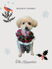 「Dog salon mofu mofu　余市町」