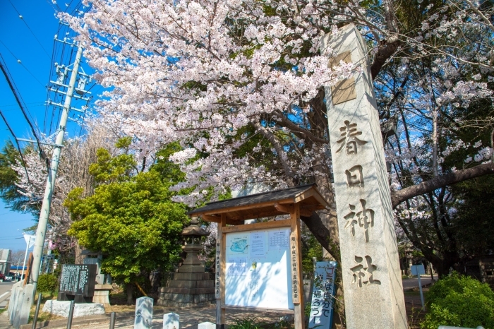 春日神社でも桜が楽しめます