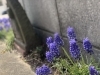 今年も庭のムスカリが顔を出しました「GWは混み合います！ご予約はお早めに〜猫ちゃんのお留守番はお家が1番！安心安全をキャットシッターがサポートします！」