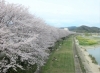 夢前川周辺 姫路のお花見おすすめスポット特集 桜が綺麗な花見スポットをご紹介 まいぷれ 姫路