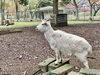 宿泊施設にはヤギなどの動物もいます「【山キャンプ宿泊場所はこちら】」
