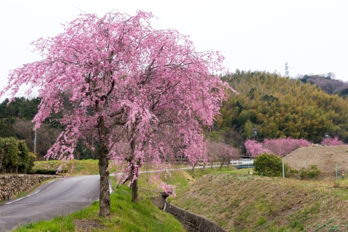 これから数年でもっと見応えのある桜に！