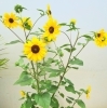 100輪以上咲くひまわり 京都 西京区 観葉植物 ガーデニング バーミースクエアのニュース まいぷれ 京都市西京区 南区