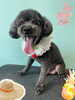 「Dog salon mofu mofu　余市町」