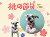 「Dog salon mofu mofu　余市町」