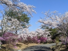 まいぷれ編集部が行ってきた！　桜がキレイな桜スポット特集