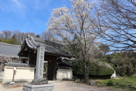 安昌寺　淡墨桜