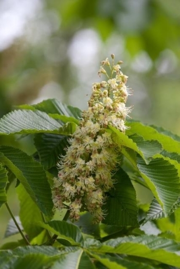 民宿えんどう養蜂場 純粋はちみつ 2種セット ふるさと納税で日本を元気に 北塩原村 まいぷれ 会津 喜多方