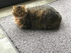 「冬にしてはめずらしくひなたぼっこ」