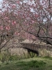 ボタン桜「明日4月20日常陸風土記の丘桜まつり最終日🌸」