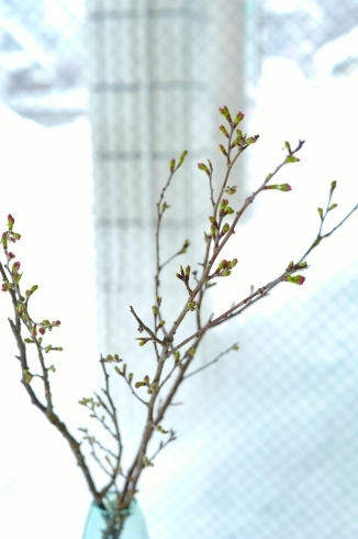 雪景色と桜さん「桜の枝が入りました🌸」