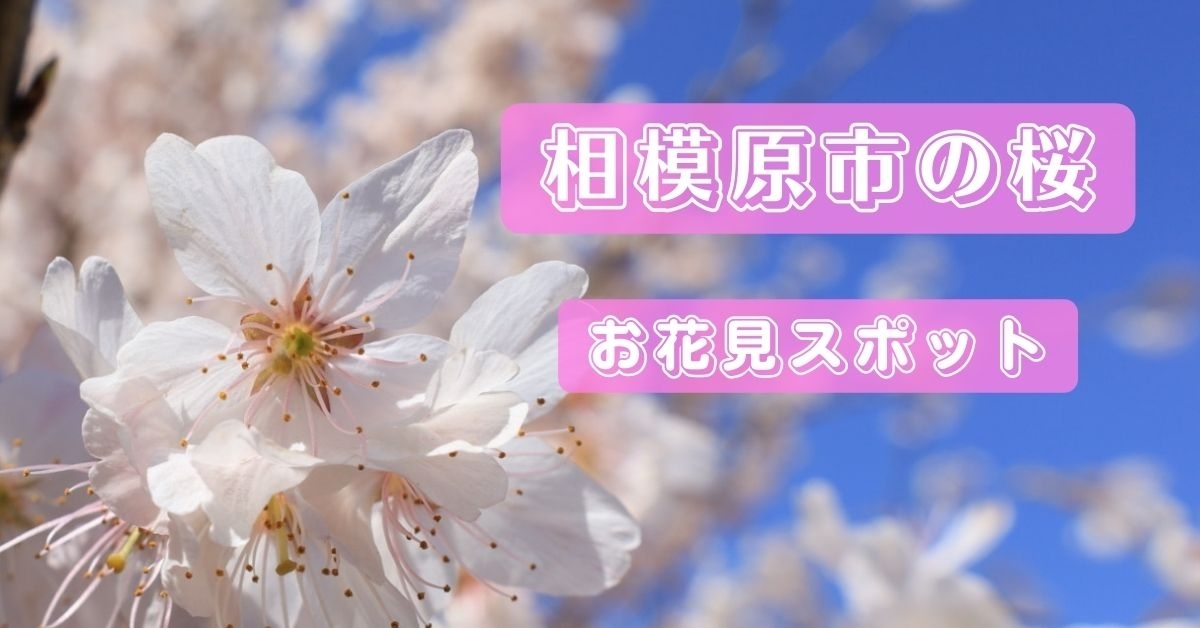 相模原の桜、お花見スポット特集