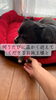 温かな家庭は癒しと安らぎ「お引き渡しから10年。変わらない温かさと愛犬チョコちゃんとの時間」