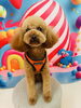 プードルのころくん💙「✂️トリミング🐶」