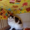 里親募集中