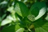 撮影は6月10日。咲くのを待っている紫陽花。「新見市おでかけ情報（済渡寺・白龍門）」