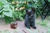 「ネコブロック製作中です🐱」