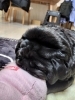 めっちゃリラックス〜🩵「⚾️草薙球場のすぐ近く⚾️小型犬専門のホテルとトリミング🐶✨️自宅の様にリラックスできるサロンです😊♪」