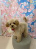 MIX犬  ハオちゃん🍒「ご新規様✨わんちゃんトリミング紹介🐩 ͗ ͗」