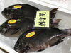 「魚魚市場鮮魚コーナーおすすめは「サヨリ・クロ・イサキ」です♪」