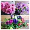 「【はなやホック皆生店】春の花で一杯の店内」