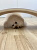 Ａきなこちゃん😋「ましゅまろ幼稚園🐾パート２」