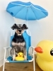 モックくん「サマービーチ🏖️」