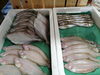 「📣本日のお魚情報🐟」