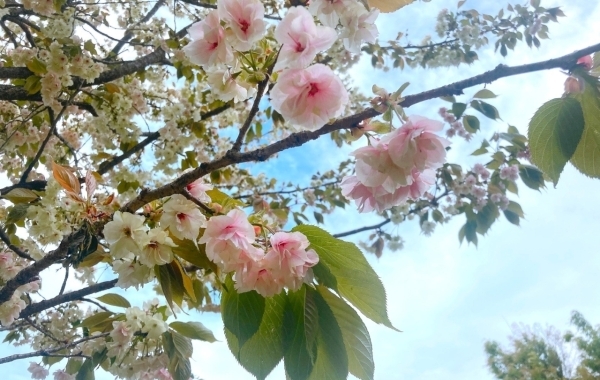 【船橋限定】2024年桜の写真を募集中！　みんなで喜びをシェアしよう！