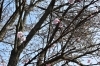 「～本日の桜情報～」