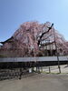 「高尾でいちばん早く咲く桜」