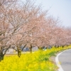 【坂戸市】高麗川桜堤