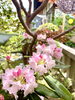「境内で咲いている春のお花達です」