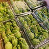 「地場野菜のセリ場に「ばっけ(ふきのとう)」が出荷され始めましたー！！」