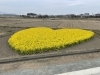 ハート形❤️の菜の花畑 | まいぷれ津・松阪編集部のニュース  