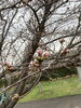 開花のエネルギーが伝わります❗️「桜🌸桜🌸桜🌸」