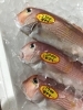 「魚魚市場鮮魚コーナーおすすめは「青アジ・イサキ」です♪」