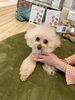 花ちゃん　今日のセレクトはウォームオイル「びわの葉温灸＋ドッグマッサージ」
