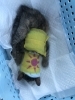 「猫に困ったらご相談を、サポートさせていただきます(活動地域は主に奈良県中南部、それ以外もご相談下さい」