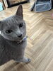 モコちゃん「ロシアンブルーの男の子がお泊まりに来てくれたました！【札幌 北区 上篠路 catbeard (キャットビヤード)⠀】」