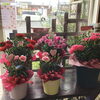 「母の日ギフト(花鉢)続々入荷中！！」