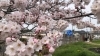 石川池沿いの桜並木「よもぎ蒸ししながらお花見できます！」