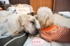 「みんなで介護【犬社会でも助け合い♪】」