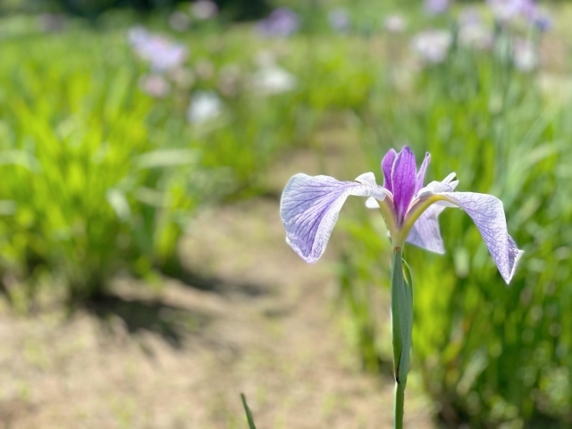 都内屈指の規模 都立水元公園 の花菖蒲 ハナショウブ は21年6月上中旬が見頃です 葛飾区のお知らせ まいぷれ 葛飾区