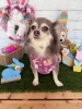 チワワ　カット「🐶シュナウザー、チワワ、トイプードル、トリミングのお友達🐣」