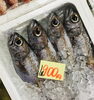 「魚魚市場鮮魚コーナーおすすめは「大鯛」入荷しました！」